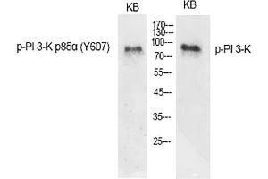 Western Blot analysis of various cells using Phospho-PI 3-kinase p85α (Y607) Polyclonal Antibody diluted at 1:1000. (PIK3R1 anticorps  (pTyr607))