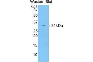 Western Blotting (WB) image for anti-Low Density Lipoprotein Receptor-Related Protein Associated Protein 1 (LRPAP1) (AA 90-342) antibody (ABIN1859711) (LRPAP1 anticorps  (AA 90-342))