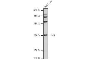 Western blot analysis of extracts of Rat brain, using IL18 antibody (ABIN3021464, ABIN3021465, ABIN3021466 and ABIN1513081) at 1:1000 dilution. (IL-18 anticorps  (AA 37-193))