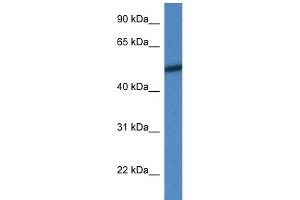 WB Suggested Anti-Mapk10 Antibody Titration: 1.