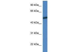 WB Suggested Anti-Mapk10 Antibody Titration: 1. (MAPK10 anticorps  (N-Term))