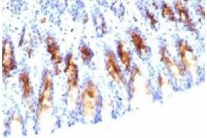 IHC testing of rat stomach stained with MUC5AC antibody (45M1). (MUC5AC anticorps)