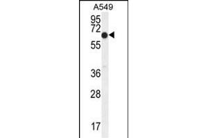 ELL Antibody (C-term) (ABIN654130 and ABIN2844004) western blot analysis in A549 cell line lysates (35 μg/lane). (ELL anticorps  (C-Term))