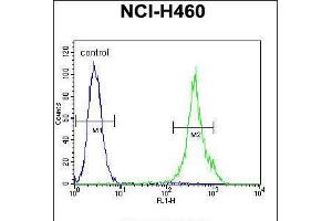 Flow cytometric analysis of NCI-H460 cells (right histogram) compared to a negative control cell (left histogram). (MAML1 anticorps  (AA 198-225))