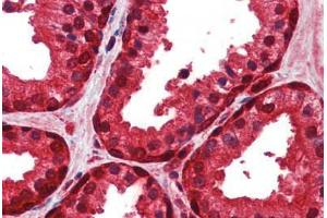 Anti-ENO1 antibody IHC staining of human prostate.