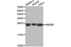 Western blot analysis of extracts of various cell lines, using HMGB1 antibody (ABIN3059694). (HMGB1 anticorps)