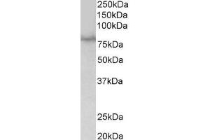 ABIN870636 (1µg/ml) staining of HEK293 lysate (35µg protein in RIPA buffer). (SIM1 anticorps  (Internal Region))