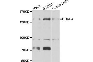 Western blot analysis of extracts of various cell lines, using HDAC4 antibody. (HDAC4 anticorps)