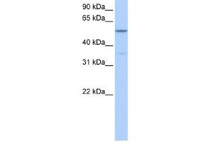 WB Suggested Anti-CHKA Antibody Titration: 0. (Choline Kinase alpha anticorps  (Middle Region))