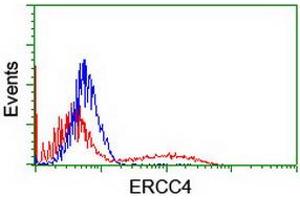 HEK293T cells transfected with either RC223300 overexpress plasmid (Red) or empty vector control plasmid (Blue) were immunostained by anti-ERCC4 antibody (ABIN2454840), and then analyzed by flow cytometry. (ERCC4 anticorps)