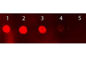 Dot Blot of Sheep IgG Antibody Fluorescein Conjugated. (Âne anti-Mouton IgG (Heavy & Light Chain) Anticorps (FITC) - Preadsorbed)