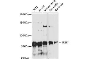 Western blot analysis of extracts of various cell lines, using SRBD1 antibody (ABIN6128690, ABIN6148426, ABIN6148427 and ABIN6217143) at 1:3000 dilution. (SRBD1 anticorps  (AA 330-600))