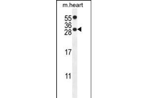 R14C Antibody (C-term) (ABIN654110 and ABIN2843992) western blot analysis in mouse heart tissue lysates (35 μg/lane). (PPP1R14C anticorps  (C-Term))
