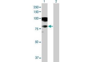 Western Blot analysis of ASCC2 expression in transfected 293T cell line by ASCC2 MaxPab polyclonal antibody. (ASCC2 anticorps  (AA 1-757))