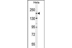 Western blot analysis in Hela cell line lysates (35ug/lane). (COL4a2 anticorps  (N-Term))