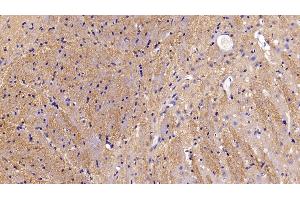 Detection of MOG in Mouse Cerebrum Tissue using Polyclonal Antibody to Myelin Oligodendrocyte Glycoprotein (MOG)