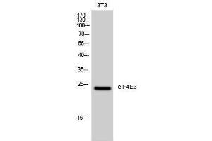 Western Blotting (WB) image for anti-Eukaryotic Translation Initiation Factor 4E Family Member 3 (EIF4E3) (Internal Region) antibody (ABIN3174912) (EIF4E3 anticorps  (Internal Region))