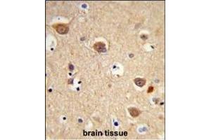 Formalin-fixed and paraffin-embedded human brain tissue reacted with AIFM1 Antibody (N-term), which was peroxidase-conjugated to the secondary antibody, followed by DAB staining.