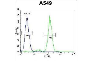 Flow cytometric analysis of A549 cells (right histogram) compared to a negative control cell (left histogram). (FAK anticorps  (AA 557-587))