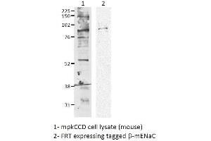 Western blot analysis of Mouse mpkCCD cell lysates showing detection of ENaC protein using Rabbit Anti-ENaC Polyclonal Antibody (ABIN863203).