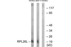 Western Blotting (WB) image for anti-RPL26L (RPL26L) (C-Term) antibody (ABIN1850620) (RPL26L anticorps  (C-Term))