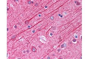 Anti-TUBA1 / Tubulin Alpha 1 antibody IHC of human brain, cortex.