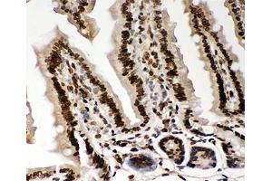 IHC-P testing of mouse intestine tissue. (Lamin A/C anticorps  (AA 481-646))