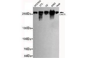 Western blot detection of CHD3 (C-terminus) in NTERA2,3T3,C6,K562 and Hela cell lysates using CHD3 (C-terminus) mouse mAb (1:1000 diluted). (CHD3 anticorps  (C-Term))
