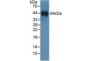Detection of Recombinant ANXA1, Human using Monoclonal Antibody to Annexin A1 (ANXA1)