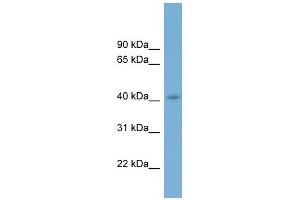 WB Suggested Anti-CGRRF1 Antibody Titration:  0. (CGR19 anticorps  (Middle Region))