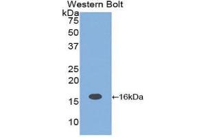 Western Blotting (WB) image for anti-Interleukin 16 (IL16) (AA 1204-1323) antibody (ABIN1859348) (IL16 anticorps  (AA 1204-1323))