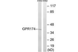Western blot analysis of extracts from K562 cells, using GPR174 Antibody. (GPR174 anticorps  (AA 131-180))