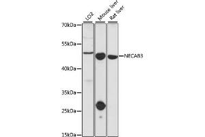 Western blot analysis of extracts of various cell lines, using NECAB3 antibody. (NECAB3 anticorps)