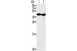 Western Blotting (WB) image for anti-Mortality Factor 4 Like 1 (MORF4L1) antibody (ABIN2427159) (MORF4L1 anticorps)