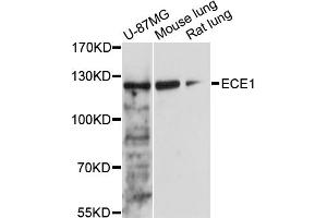 Western blot analysis of extracts of various cell lines, using ECE1 antibody (ABIN5973286) at 1/1000 dilution. (ECE1 anticorps)