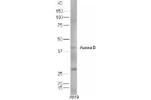 Human A549 cell lysates probed with Rabbit Anti-Aurora A+B+C Polyclonal Antibody, Unconjugated  at 1:5000 for 90 min at 37˚C. (Aurora A+B+C (AA 51-150) anticorps)