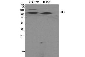 Western Blot (WB) analysis of specific cells using JIP-1 Polyclonal Antibody. (MAPK8IP1 anticorps  (Tyr466))