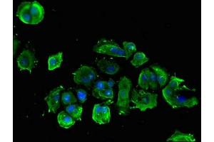Immunofluorescent analysis of MCF-7 cells using ABIN7142041 at dilution of 1:100 and Alexa Fluor 488-congugated AffiniPure Goat Anti-Rabbit IgG(H+L)