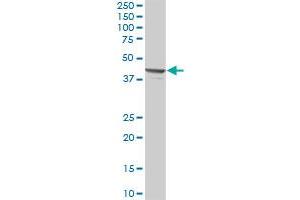 PSMD13 MaxPab polyclonal antibody.