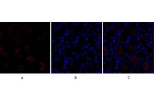 Immunofluorescence analysis of mouse kidney tissue. (Dynamin 1-Like anticorps)