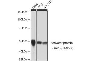 Western blot analysis of extracts of various cell lines, using Activator protein 2 (AP-2/TFA) Rabbit mAb (ABIN3015954, ABIN3015955, ABIN1678904 and ABIN1678905) at 1:1000 dilution. (TFAP2A anticorps)