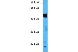 Host:  Mouse  Target Name:  SUFU  Sample Tissue:  Mouse Pancreas  Antibody Dilution:  1ug/ml