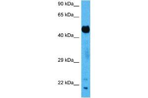 Host:  Mouse  Target Name:  SUFU  Sample Tissue:  Mouse Pancreas  Antibody Dilution:  1ug/ml (SUFUH anticorps  (N-Term))