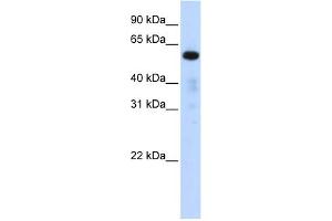 WB Suggested Anti-FAM98A Antibody Titration: 0.