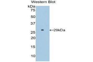 Western Blotting (WB) image for anti-Surfactant Protein B (SFTPB) (AA 111-352) antibody (ABIN1860604) (SFTPB anticorps  (AA 111-352))