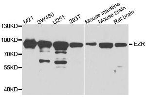 Western blot analysis of extracts of various cell lines, using EZR antibody.