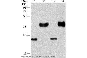 Western blot analysis of Mouse liver tissue and k562 cell, hela and 293T cell, using LIN28B  Polyclonal Antibody at dilution of 1:550 (LIN28B anticorps)