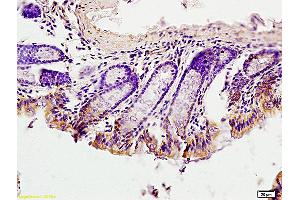 Formalin-fixed and paraffin embedded mouse intestine labeled with Anti-EGFRvIII Polyclonal Antibody, unconjugated  (ABIN742035) at 1: 200 followed by incubation with conjugated secondary antibody and DAB staining (EGFRviii anticorps  (AA 1-50))