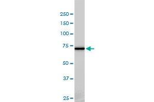 NEK11 monoclonal antibody (M01), clone 4E1-1F4 Western Blot analysis of NEK11 expression in HL-60 .
