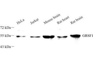 Western blot analysis of GRSF1 (ABIN7074004) at dilution of 1: 500 (GRSF1 anticorps)